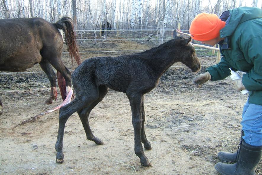 Pizzazz 2008 foal