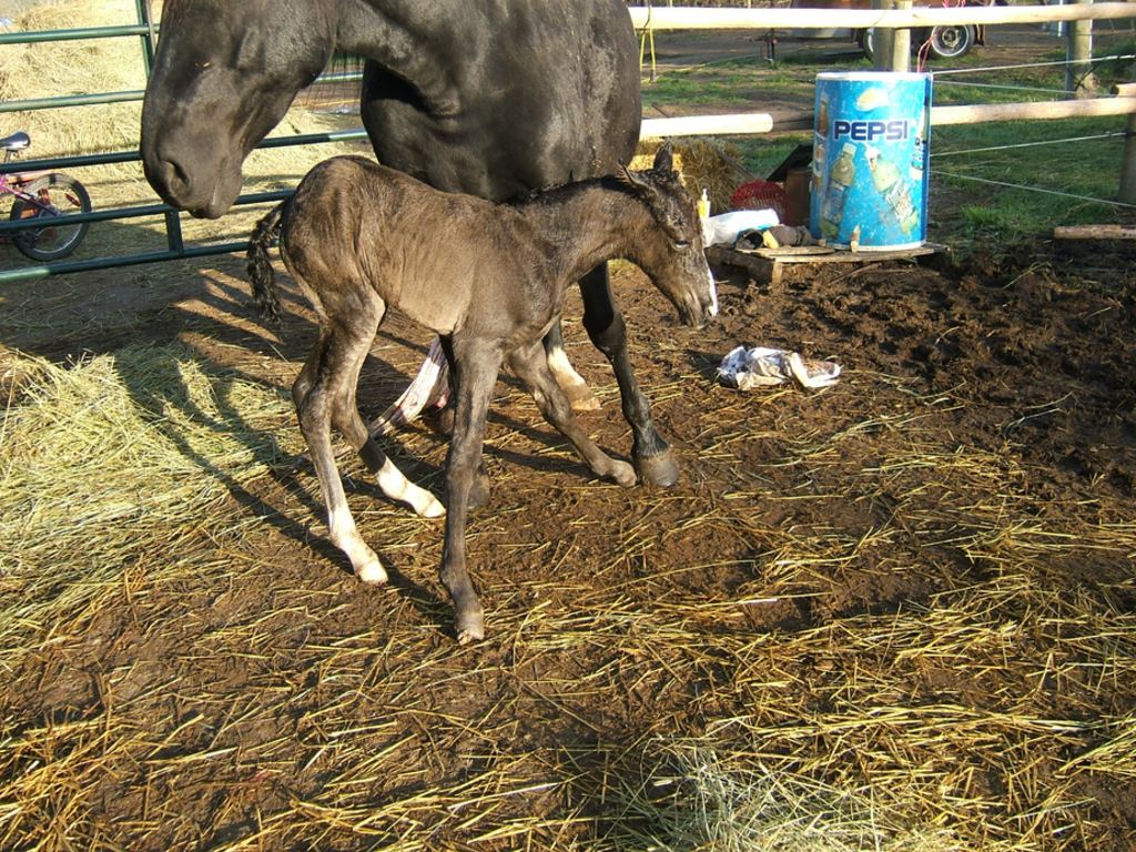 Pizzazz 2008 foal